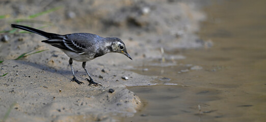 young White wagtail // junge Bachstelze (Motacilla alba) 