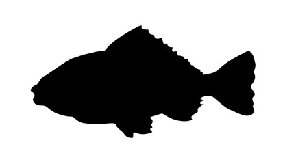 Vector drawing. Fish in the water