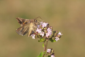 Closeup Silver Y (Autographa gamma), family Noctuidae. On flowers of Origanum, family Lamiaceae. Dutch garden, Summer, July