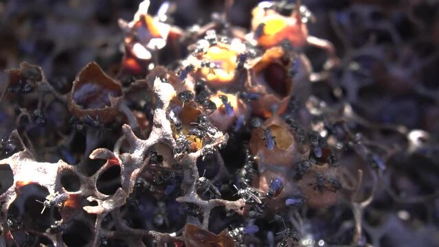 A close-up of a stingless beehive that produces one of the best honeys in a propolis bag. Trigona bee cultivation in artificial wooden hives that produce the best quality lanceng honey