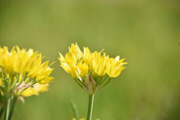 Obraz premium Golden Yellow Allium Flowers in the Spring Time