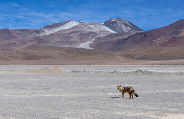 Meeting an Andean fox while driving the scenic lagoon route through the remote Fauna Andina Eduardo Avaroa National Reserve in the Bolivian Altiplano