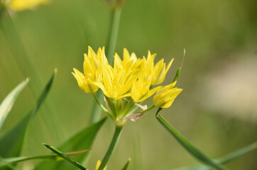Fototapeta premium Terrific Blooming and Flowering Golden Allium Plant