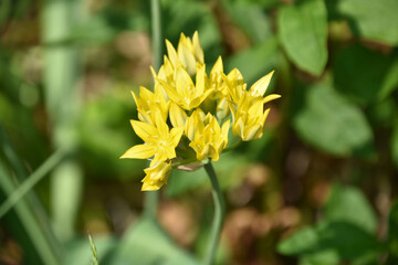 Pretty Blooming Yellow Allium Flower in a Garden