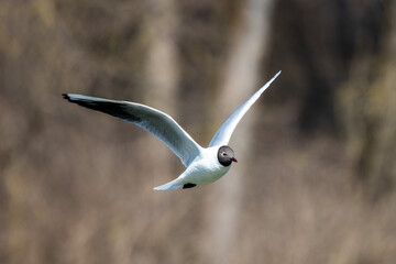 Black-Headed Gull, Chroicocephalus ridibundus in flight. Adult winter plumage