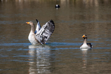 The greylag goose spreading its wings on water. Anser anser is a species of large goose