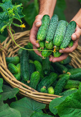 A male farmer harvests cucumbers in a greenhouse. Selective focus.