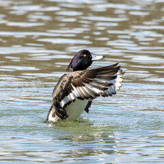 The tufted duck, Aythya fuligula, a diving duck spreading its wings on water on a Lake at Munich