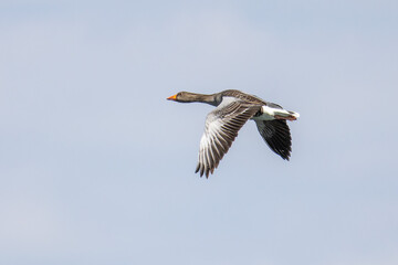 Fototapeta na wymiar The flying greylag goose, Anser anser is a species of large goose