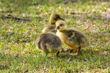 Beautiful yellow fluffy greylag goose baby gosling in spring, Anser anser