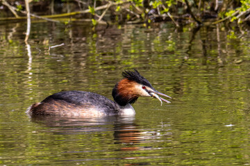 Great Crested Grebe, Podiceps cristatus has caught a fish.