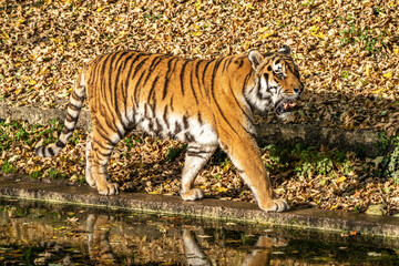 The Siberian tiger,Panthera tigris altaica in the zoo