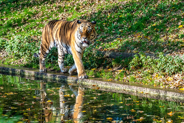 The Siberian tiger,Panthera tigris altaica in the zoo