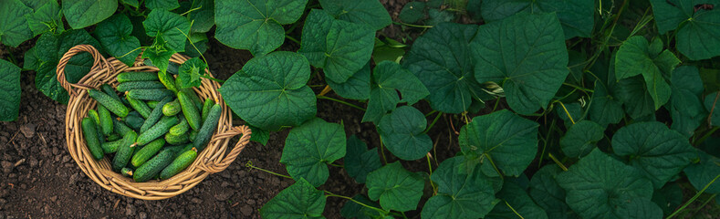 Cucumbers grow in a greenhouse. Selective focus.