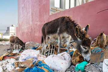 Two donkeys feed amoungst residential and commercial waste in the village of Imsouane, Morocco....