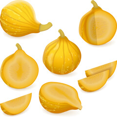 Set of Colinky squash or kolinkey squash. Western pumpkin and Salad pumpkin. Summer squash. Cucurbita genus. Fruits and vegetables. Isolated vector illustration.