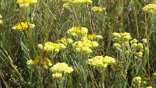 Immortelle, sandy cumin, Helichrysum arenarium, medicinal plant, flower, bloom, inflorescence, flora, nature, beauMedicinal plant immortelle or sandy cumin. 
Grows in fields, meadows and forest edges.