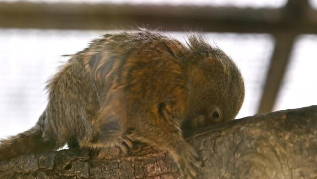 A pygmy marmoset on a branch in Spain
