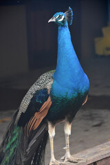 Blue Peacock with his Feathers Trailing Behind Him
