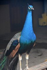 Male Blue Peacock with His Tail Feathers Relaxed