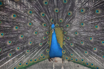 Naklejka premium Blue Male Peacock with his Plumage Extended