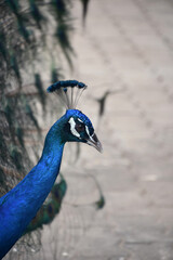 Lovely Cobalt Blue Male Peacock Profile View