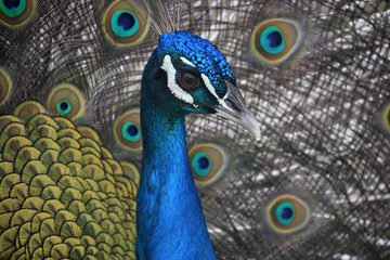 Direct Look in the Face of a Blue Peacock