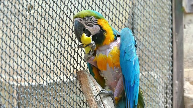 View of a macaw parrot eating in Spain
