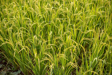 Photo of rice in field