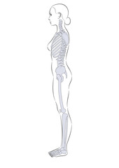 Obraz na płótnie Canvas 女性の全身骨格　側面　体表あり