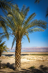 Fototapeta premium judaean desert near qumran, dry, arid, culture, dead sea, israel, middle east,