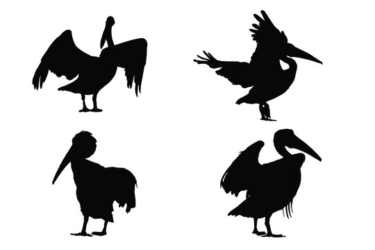 Silhouettes of Pelican bird vector. Pelican Silhouette Vector. Set of Pelican birds in different poses. Set of birds vector.