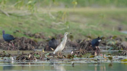 madurai,Tamilnaduindia-june 20 2023 Javan Pond-Heronon near the  lake waiting for the fish 