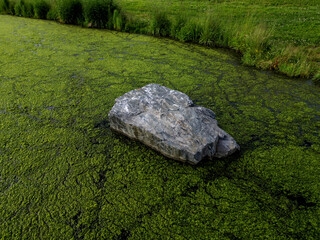 Fototapeta na wymiar genus of free-floating aquatic plants on the pond covers the surface of the green with a layer. a stone by shore can be visited with a drone and a flight low over water lake can filmed, high angle