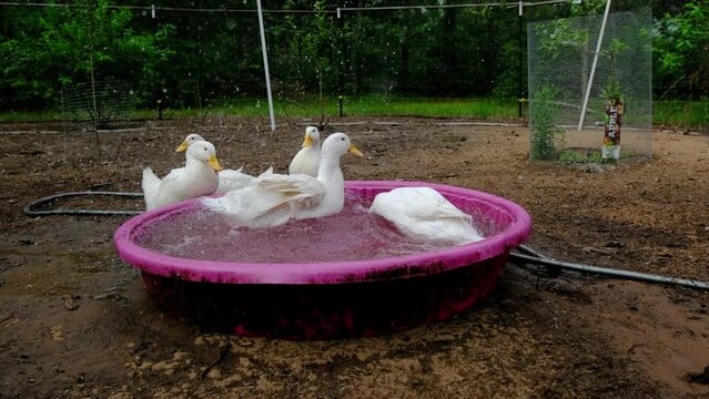 Slow motion of white duck taking bath or wallow in pink round container while animals being cage free organically raised in back yard farm.