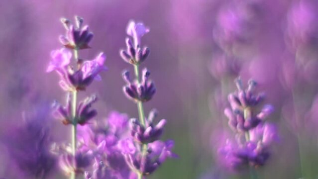 Blooming lavender flowers in a field at sunset, with beautiful shade of purple. Provence, France. Close up. Selective focus. Slow motion.