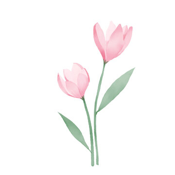 beautiful flower watercolor transparent background created with procreate