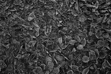 gloomy background fallen leaves autumn seasonal depression monochrome