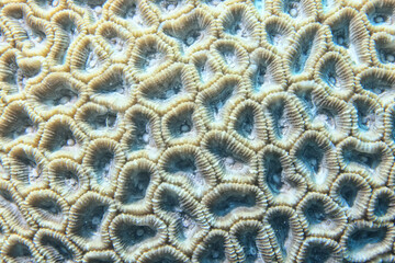 underwater background texture coral brain