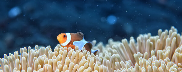 clown fish on an anemone underwater reef in the tropical ocean