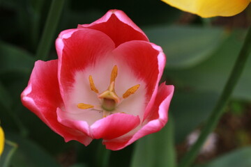 Fototapeta na wymiar Colorful tulips and tulip field