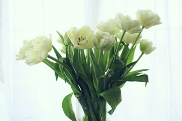 white tulips flowers bouquet background romantic spring