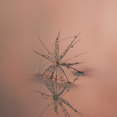 nature, flower, macro, plant, design, light, star, 