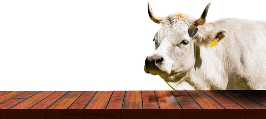 Close-up of an empty wooden table (for products display) and a white dairy cow (heifer) with horns,...
