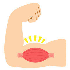 筋肉のイラスト