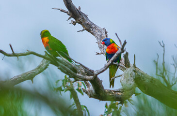Parrot color