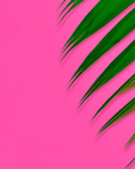 Fototapeta na wymiar Generated palm leaf texture on pink background