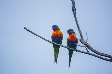Parrot color 