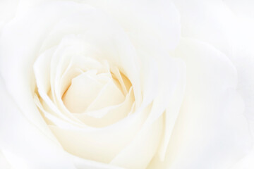 close up of white rose