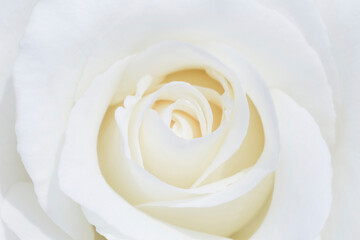 closeup of beautiful white rose flower
